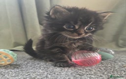 British Longhair cats for sale: Long haired kittens looking for 5* homes - Image 5