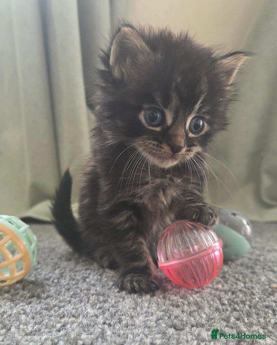 British Longhair cats for sale: Long haired kittens looking for 5* homes - Image 5