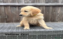 Golden Retriever dogs for sale: Beautiful Golden Retriever Puppies - Image 2