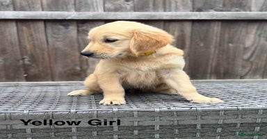 Golden Retriever dogs - Advert 5