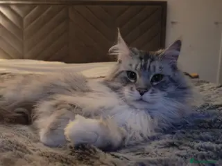 Maine Coon cats European Mainecoon Cat - Advert 3