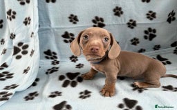 Miniature Dachshund dogs for sale: Gorgeous miniature dachshund puppies - Image 9