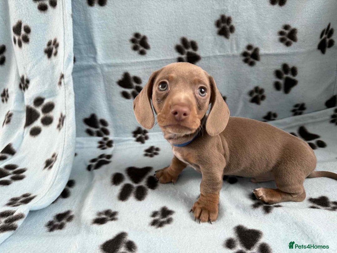 Miniature Dachshund dogs for sale: Gorgeous miniature dachshund puppies - Image 9