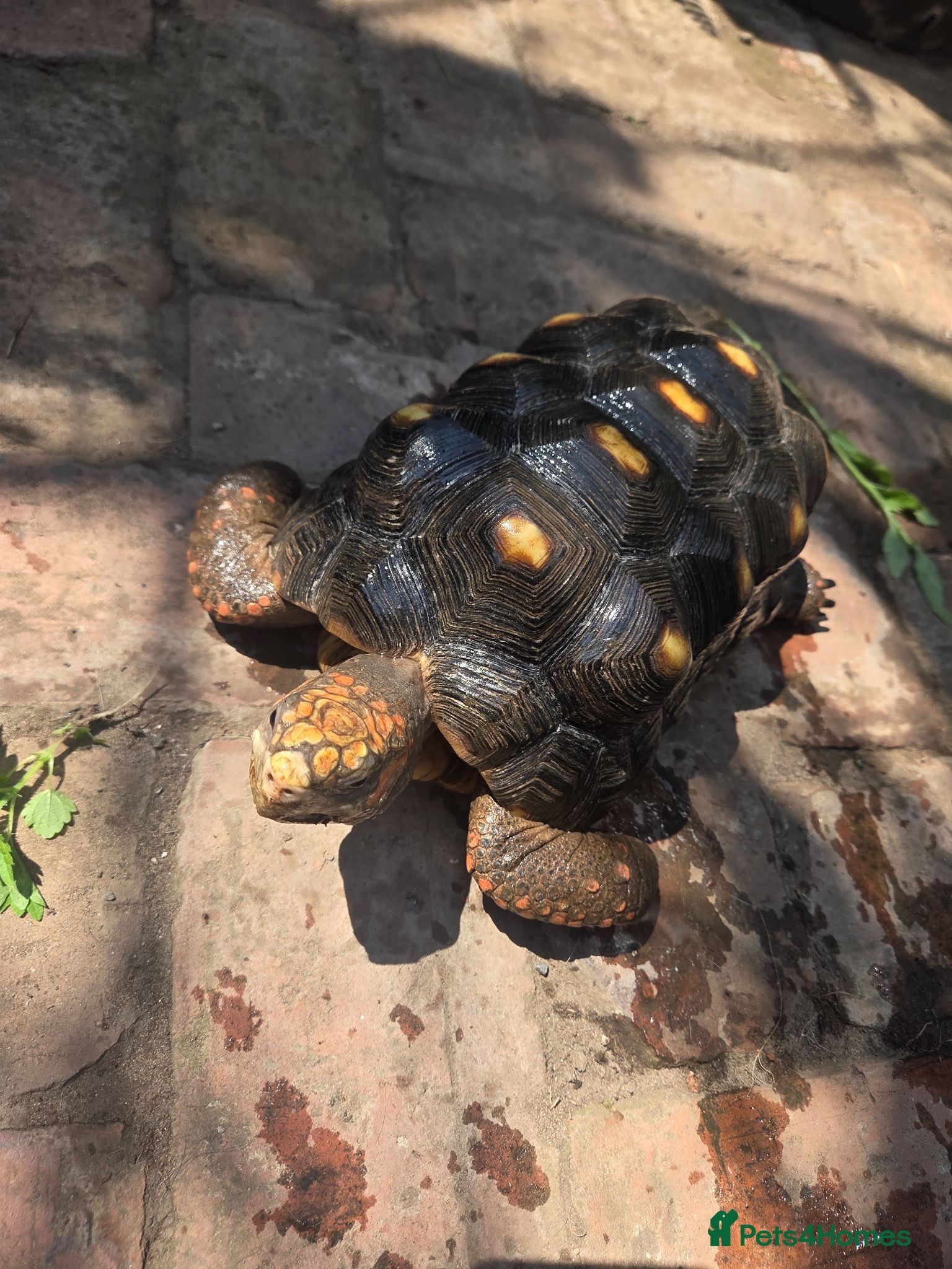 Tortoise reptiles Male Red FootTortoise (5 years old) - Advert 2