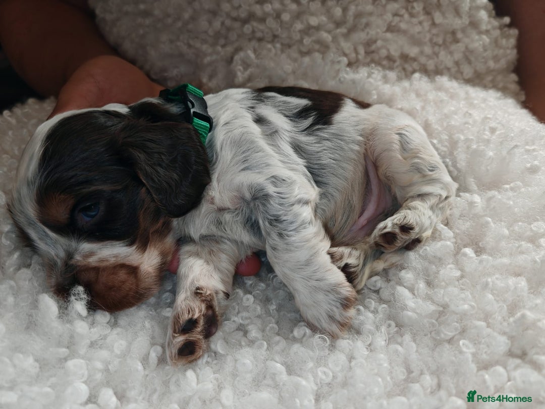 Cocker Spaniel dogs for sale: Kc show cocker spaniel puppies  - Image 26