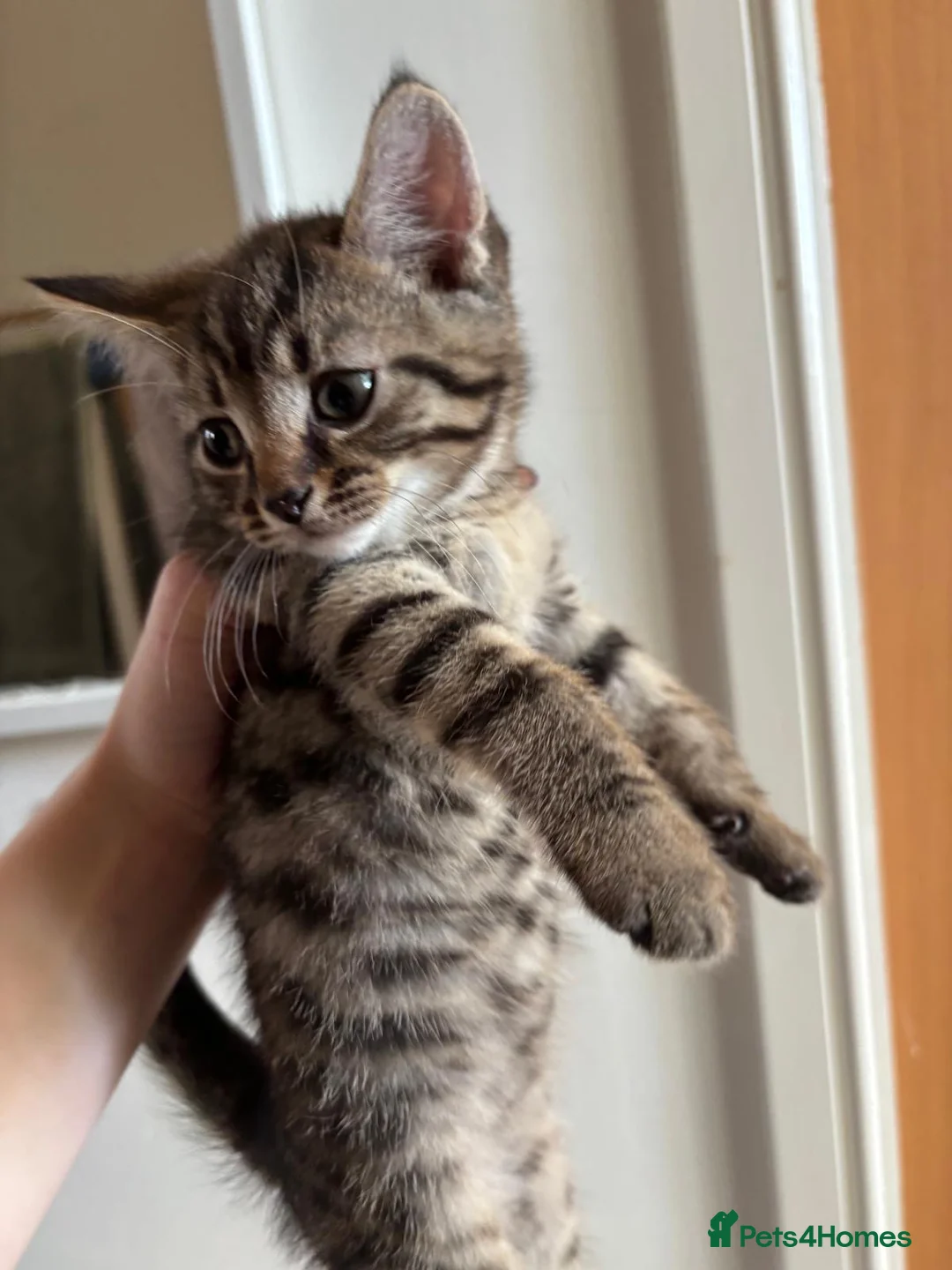 Mixed Breed cats for sale: Beautiful crossbreed kittens ready now - Advert 1