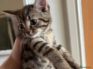 Mixed Breed cats Beautiful crossbreed kittens ready now - Advert 12