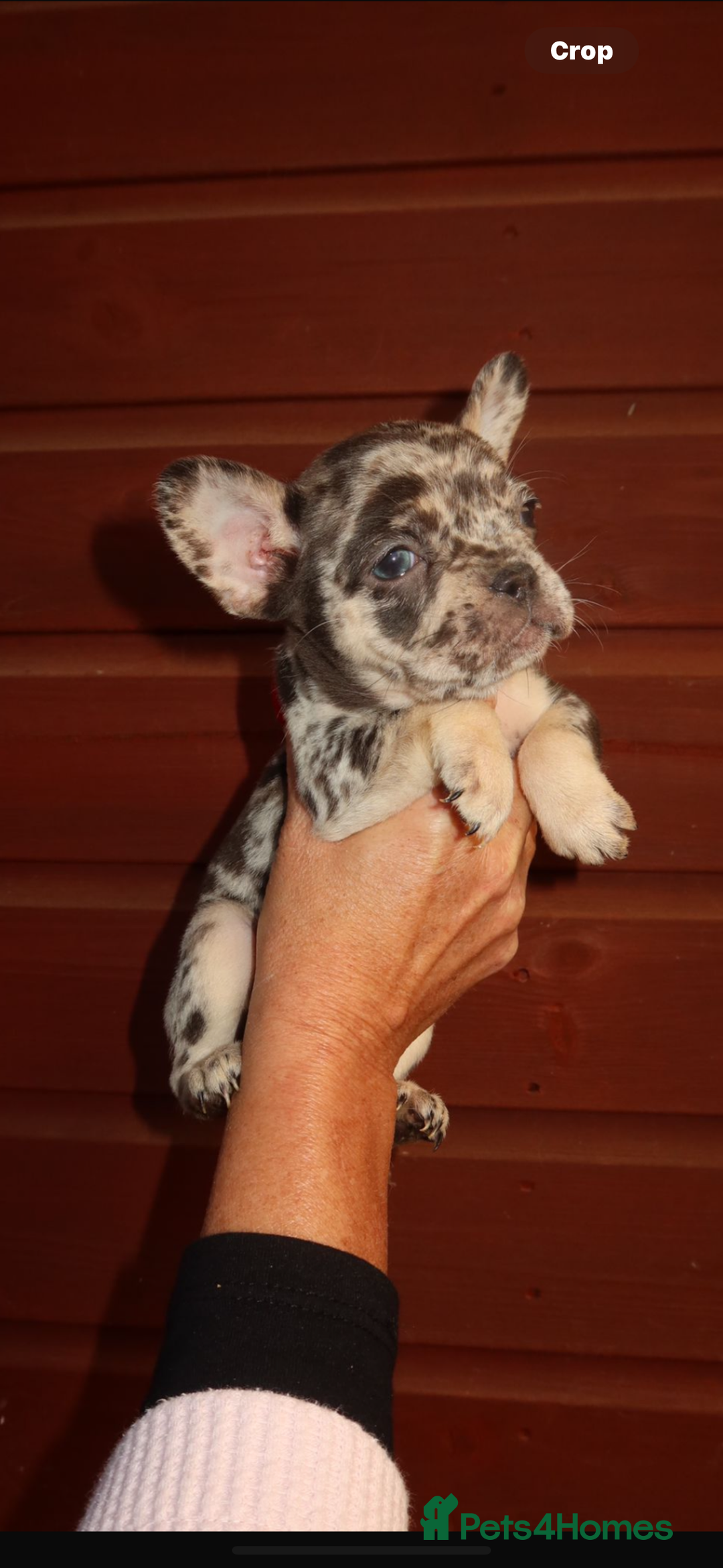 French Bulldog dogs for sale: Reduced! Stunning french bulldogs  - Advert 10