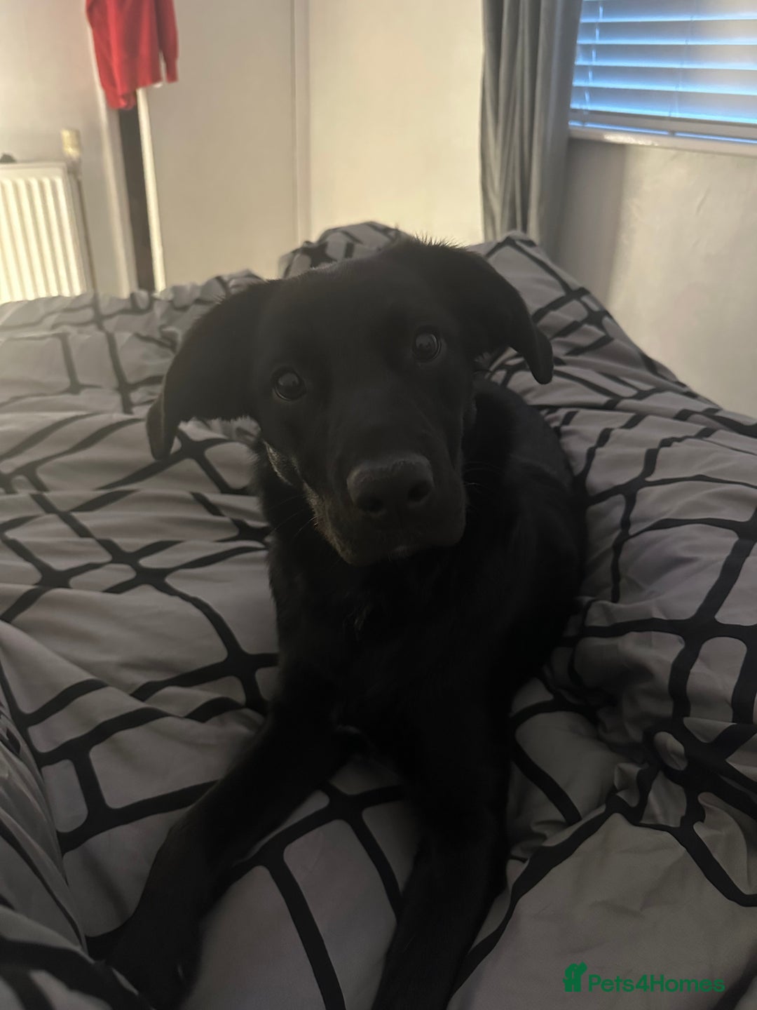Borador dogs for sale: 11 month collie x Labrador  - Image 1