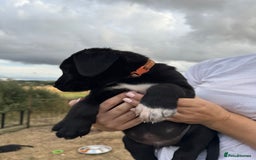 Borador dogs for sale: Beautiful intelligent Borderdors for sale  - Image 17