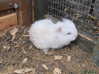 Guinea Pig rodents - Advert 8