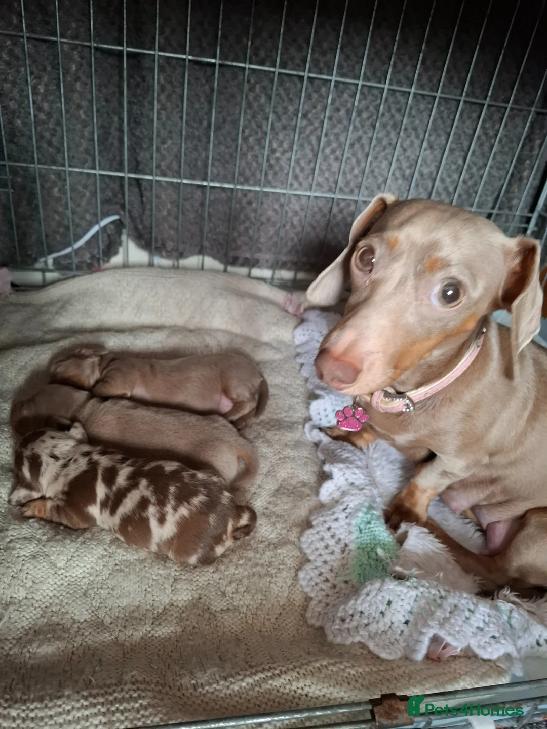 Miniature Dachshund dogs for sale: Miniature Dachshund  - Advert 2