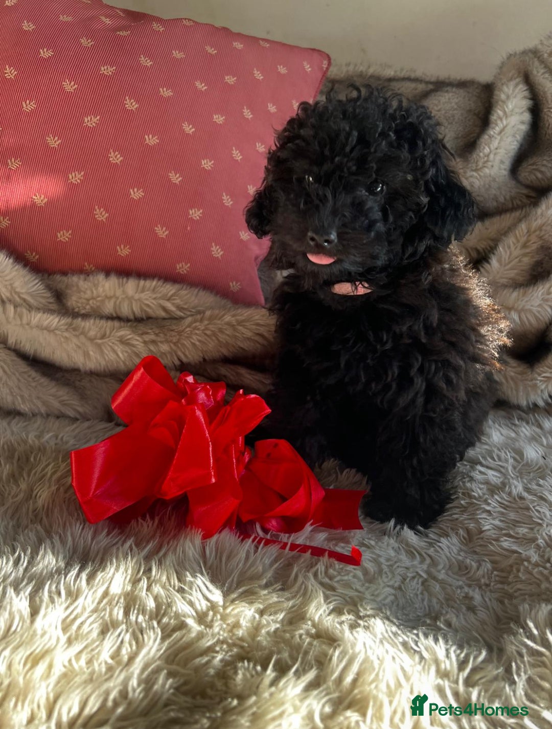 Cavapoo dogs for sale: Beautiful F1BB Cavapoo Girl - Image 5