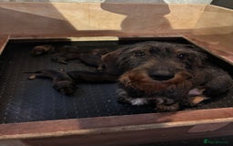 Dachshund dogs for sale: WHD - Wirehaired Dachshund (Teckle) Pups - Image 3