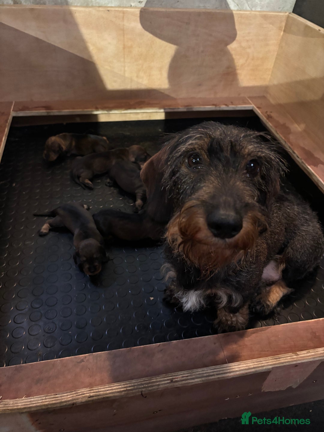 Dachshund dogs for sale: WHD - Wirehaired Dachshund (Teckle) Pups - Image 3