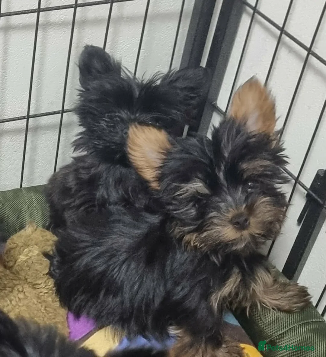 Yorkshire Terrier dogs for sale: Yorkshire Terrier - Advert 10