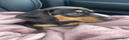 Miniature Dachshund dogs for sale: Miniature smooth coated Dacshund’s  - Advert 5
