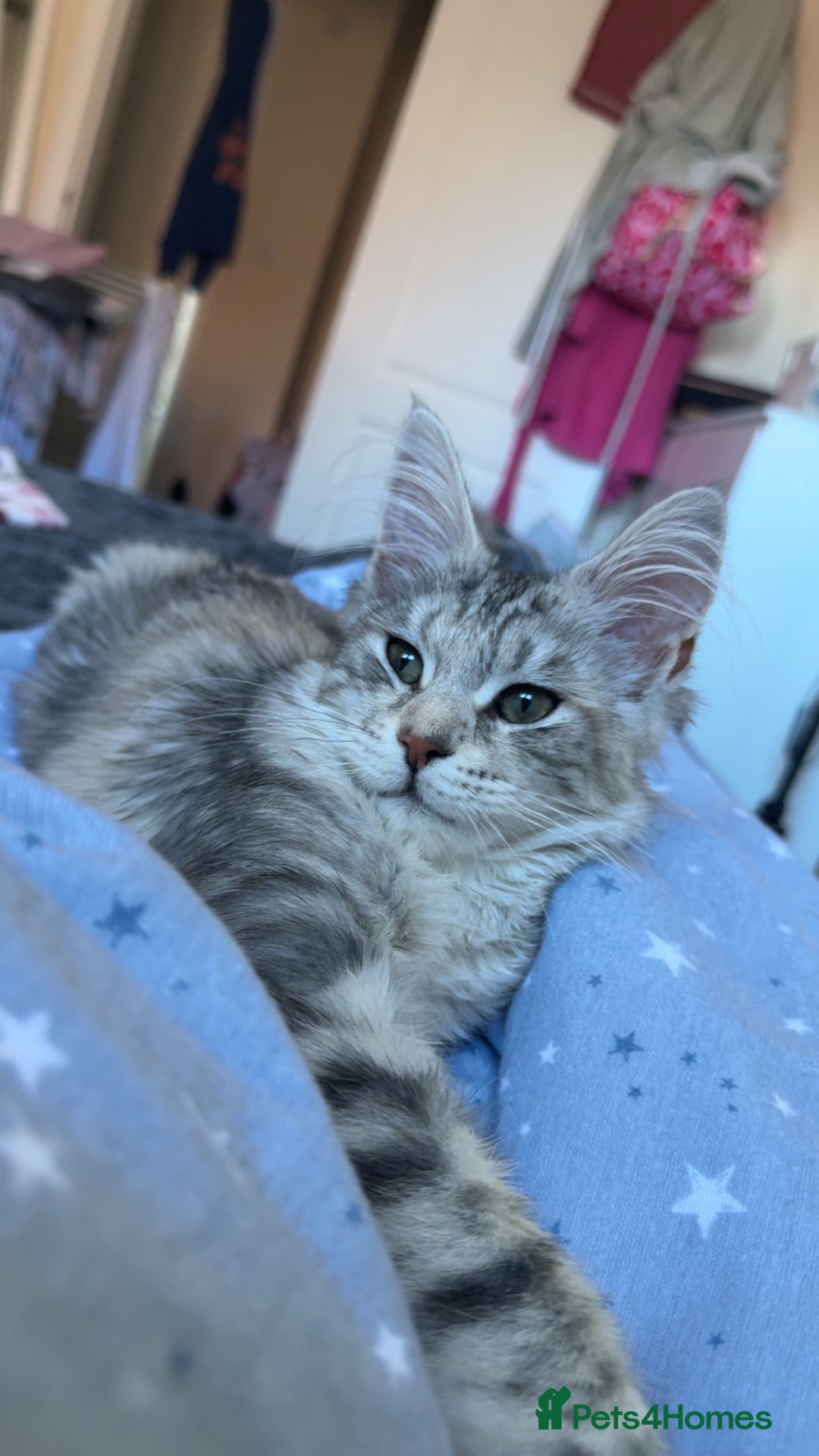 Maine Coon cats for sale: Female main coon  - Image 6