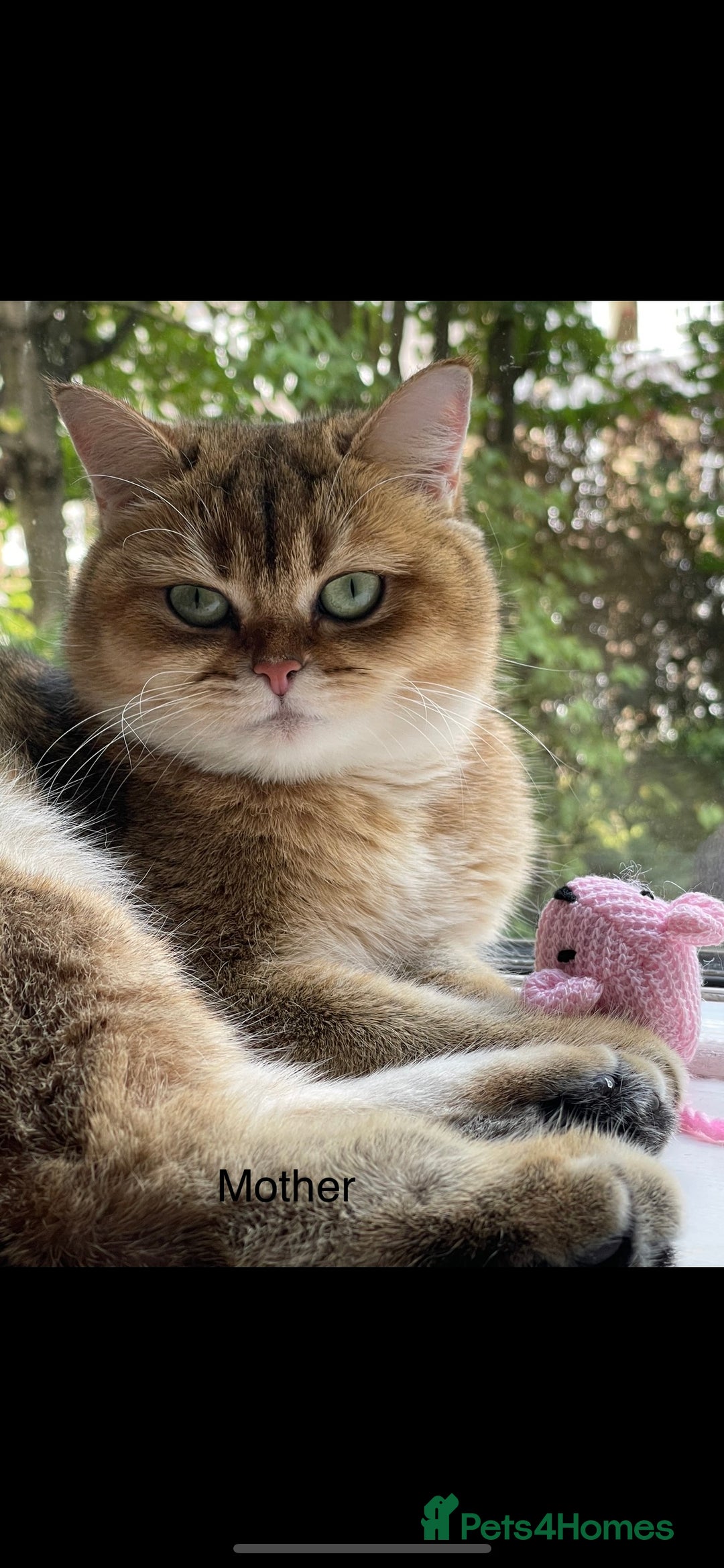 British Shorthair cats for sale: Two Blue Gold Boys  - Advert 1