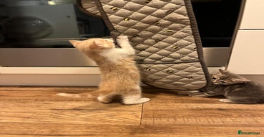 Maine Coon cats - Advert 12