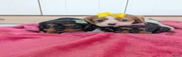 Cavalier King Charles Spaniel dogs for sale: Cavalier puppies  in Newport-on-Tay - Advert 3