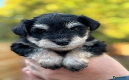 Miniature Schnauzer dogs for sale: Adorable KC registered Miniature Schnauzers - Image 23
