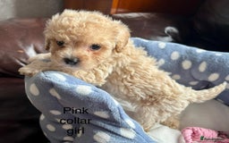 Cavachon dogs for sale: Super friendly, Litter trained Cavapoochon’s - Image 19