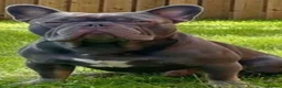 French Bulldog dogs for sale: French bulldog puppies in Stirling - Advert 8