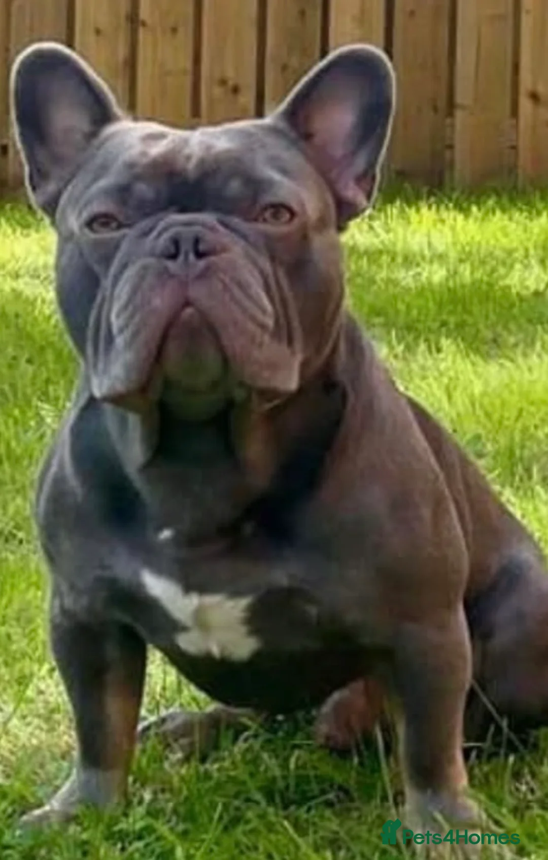 French Bulldog dogs for sale: French bulldog puppies in Stirling - Advert 8