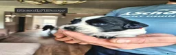 English Springer Spaniel dogs for sale: Working Springer Spaniel - Advert 11