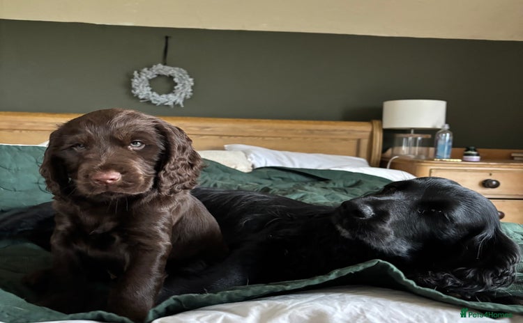 Cocker Spaniel dogs - Advert 5