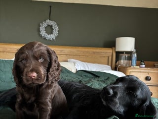 Cocker Spaniel dogs - Advert 31