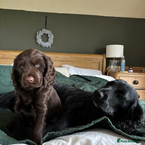 Cocker Spaniel dogs - Advert 5