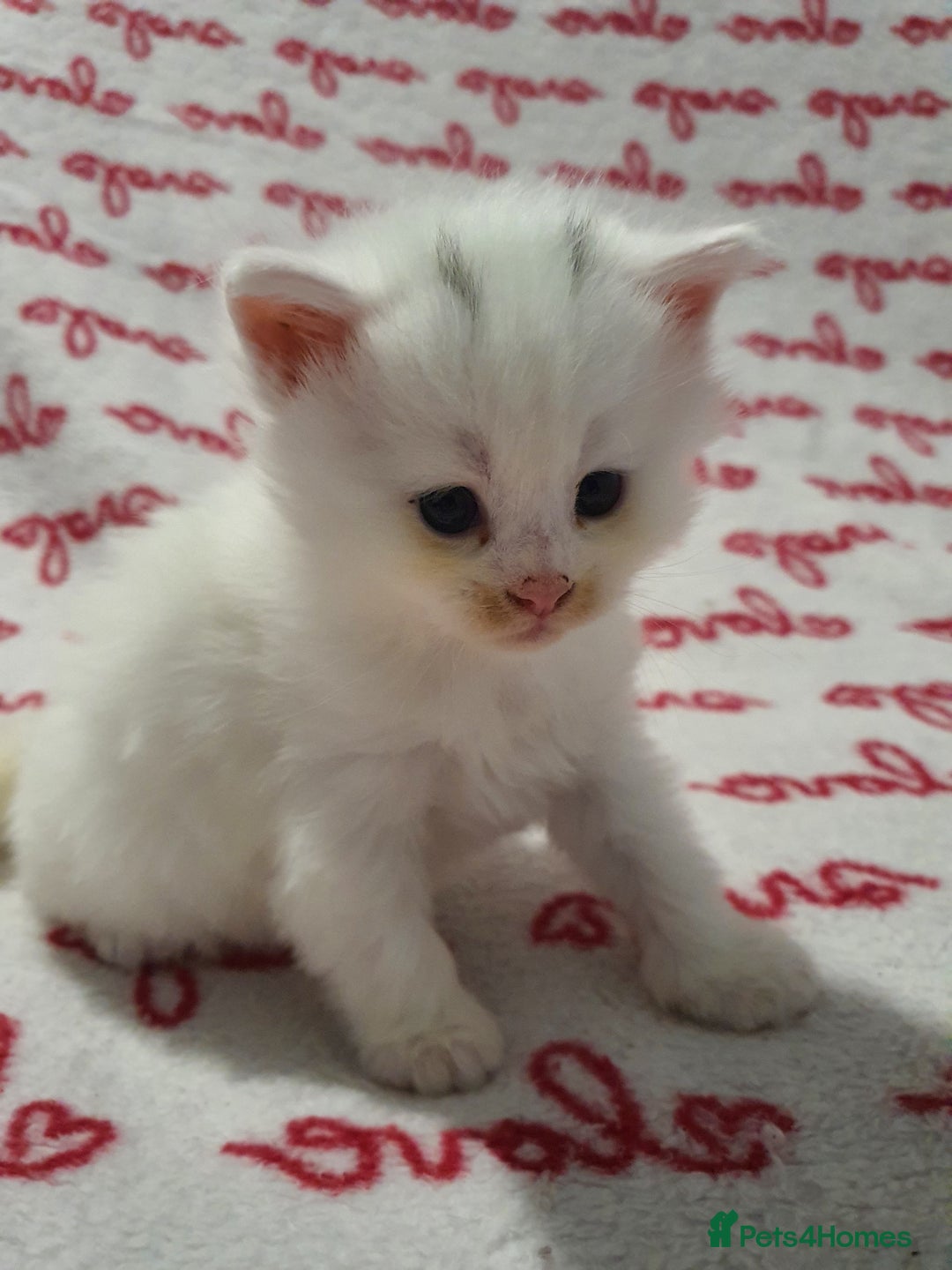 Maine Coon cats for sale: Last kitten available  - Advert 3