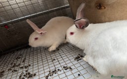 New Zealand rabbits for sale: NewZealand white and NewZealand cross Californian  - Image 6