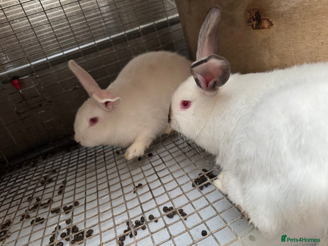 New Zealand rabbits for sale: NewZealand white and NewZealand cross Californian  - Image 6