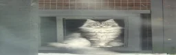 Maine Coon cats for sale: Reduced TICA Xl Maine coon Kitten active possible  - Advert 8