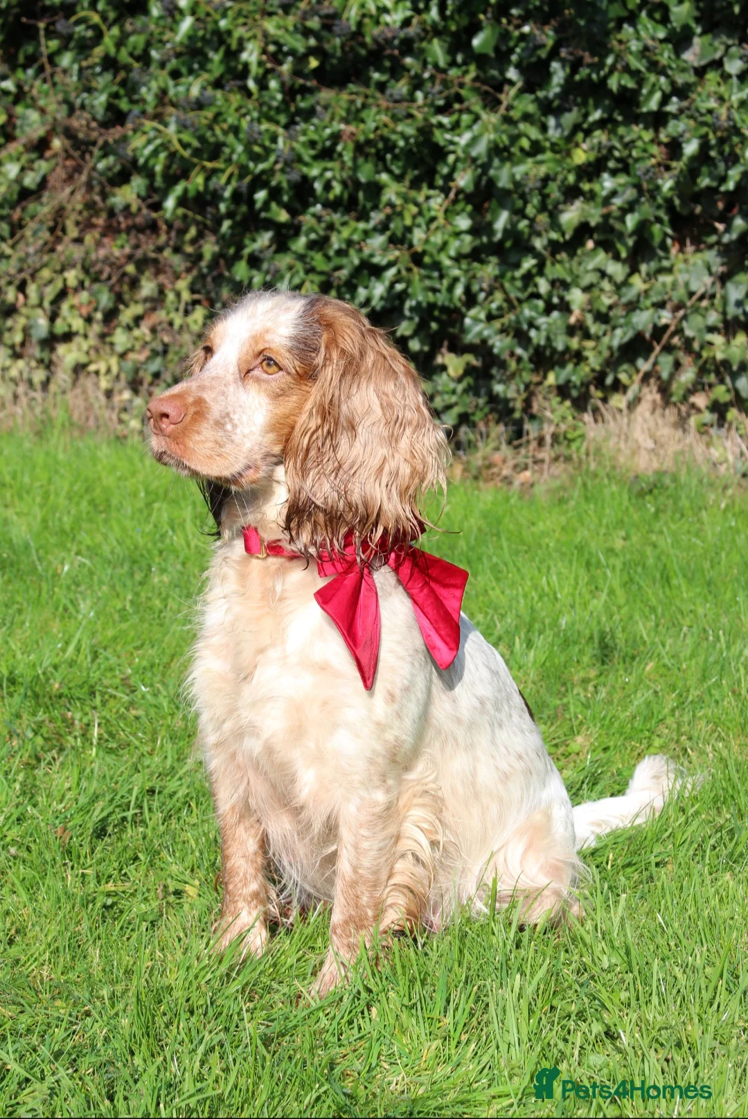 Cocker Spaniel dogs for sale: Three golden working cocker spaniel boys - Advert 2