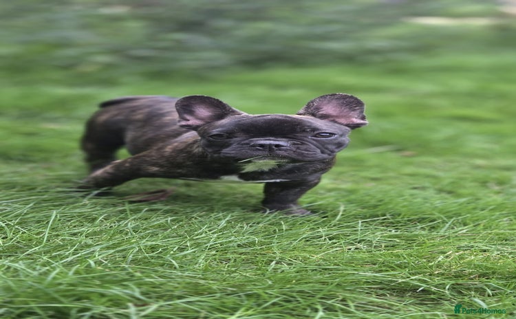 French Bulldog dogs - Advert 7