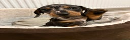 Miniature Dachshund dogs for sale: READY TO LEAVE KC Pedigree Miniature dachshunds - Advert 21