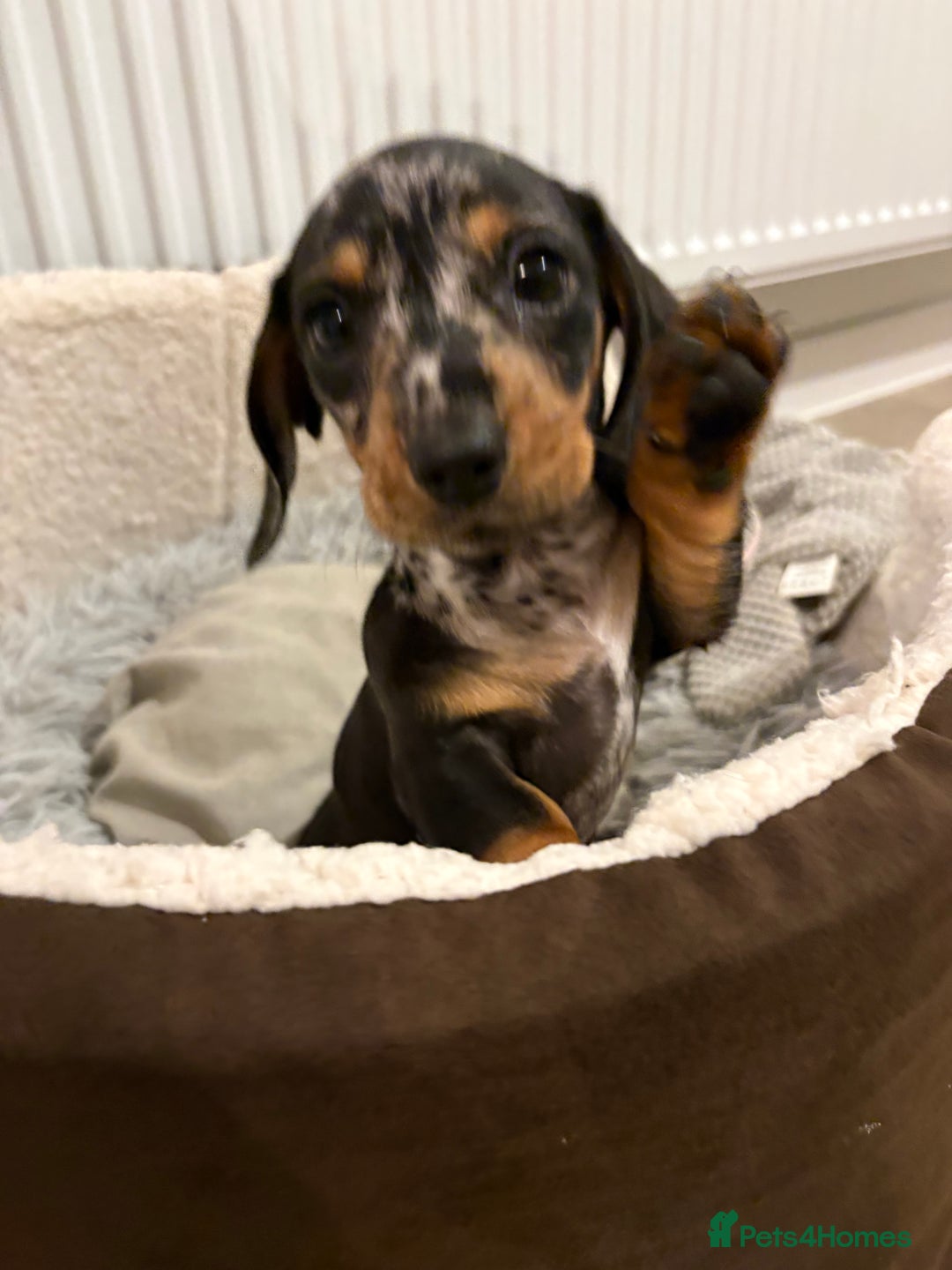 Miniature Dachshund dogs for sale: READY TO LEAVE KC Pedigree Miniature dachshunds - Advert 21