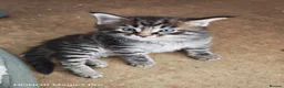 Mixed Breed cats for sale: Stunning 3/4 Maine Coon Kittens  - Advert 3