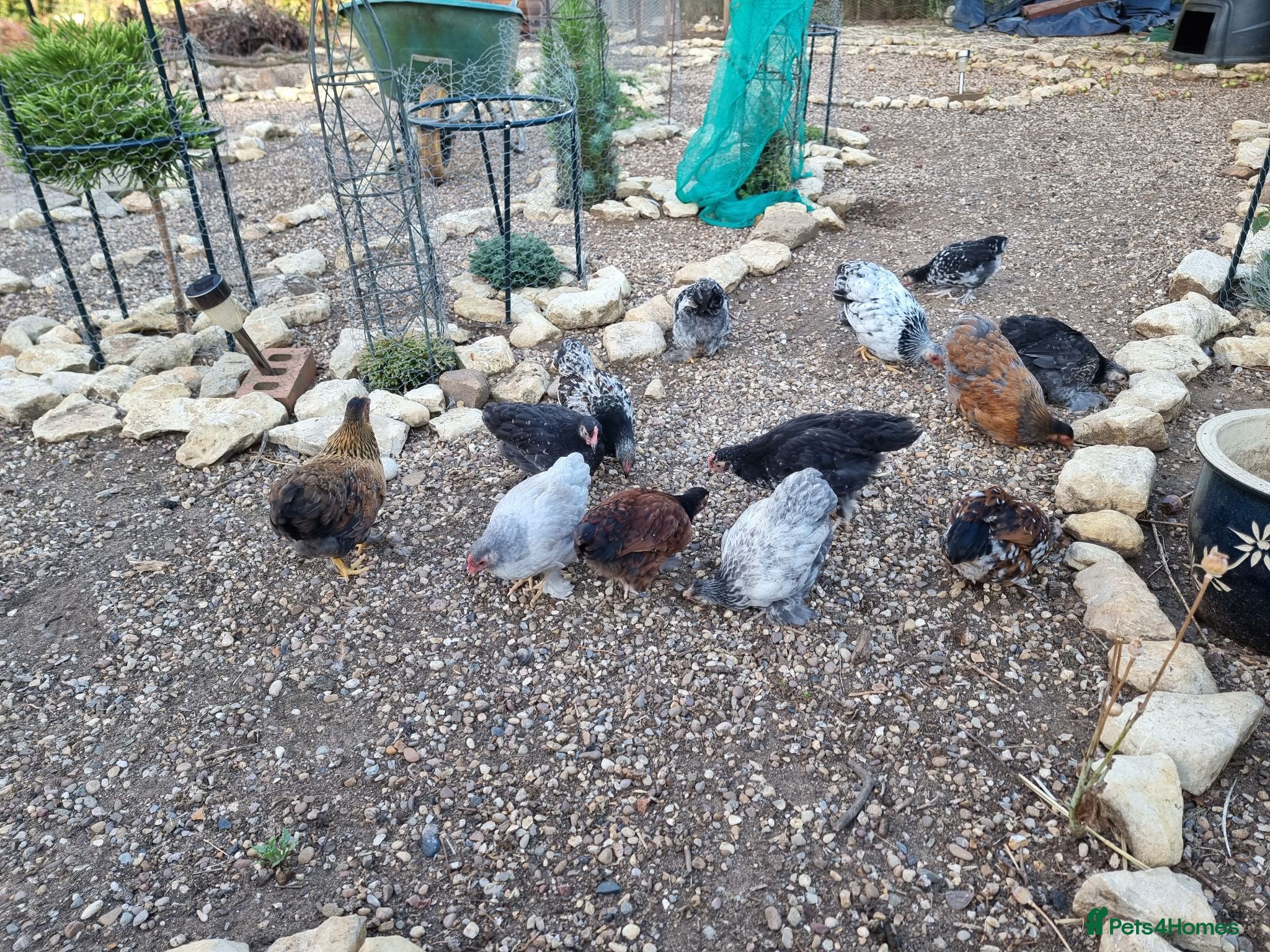 Chickens poultry Beautifully marked pekin bantam cross chicks - Advert 4