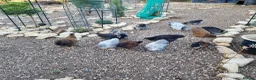 Chickens poultry for sale: Beautifully marked pekin bantam cross chicks in Rugby - Advert 1
