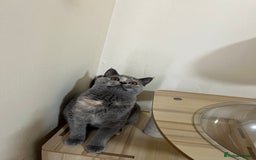 British Shorthair cats for sale: Lovely BSH kittens for sale  - Image 6