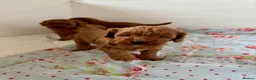Cavapoo dogs for sale: Stunning red toy’s- Health Tested - KC parents - Advert 27