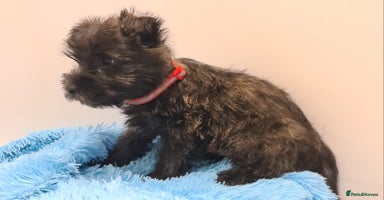 Cairn Terrier dogs - Advert 5