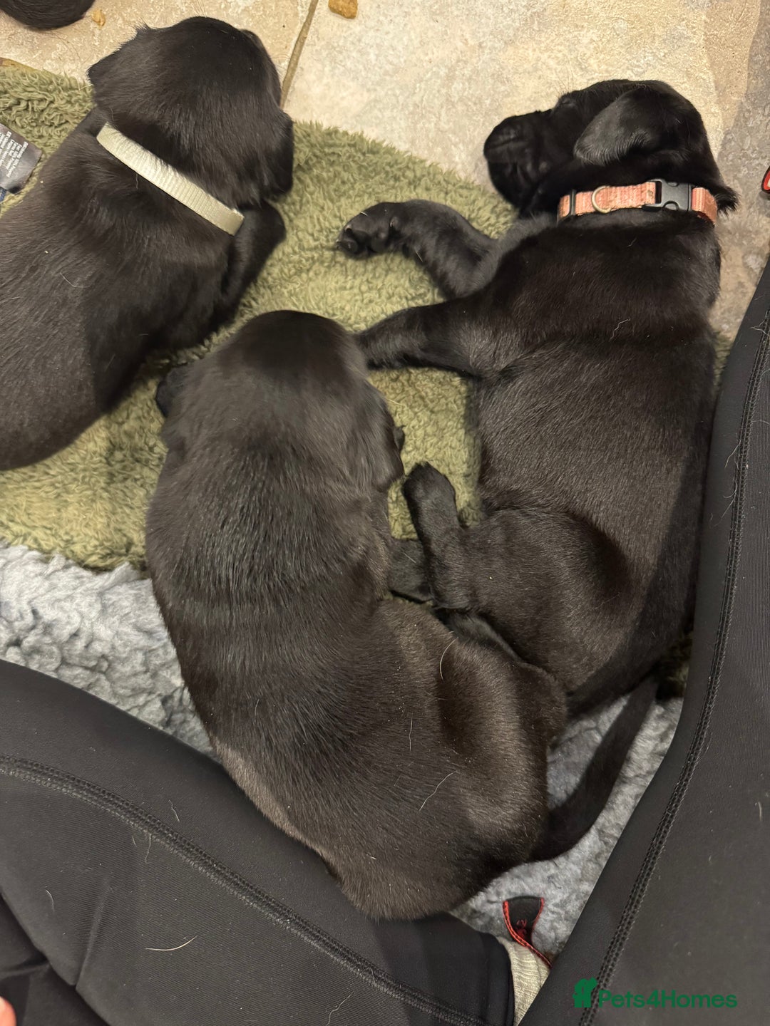 Labrador Retriever dogs for sale: KC Reg Health Tested Working Labradors - Image 25