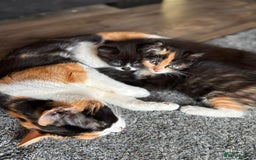 Mixed Breed cats for sale: Half Maine coon main calico coon - Image 3