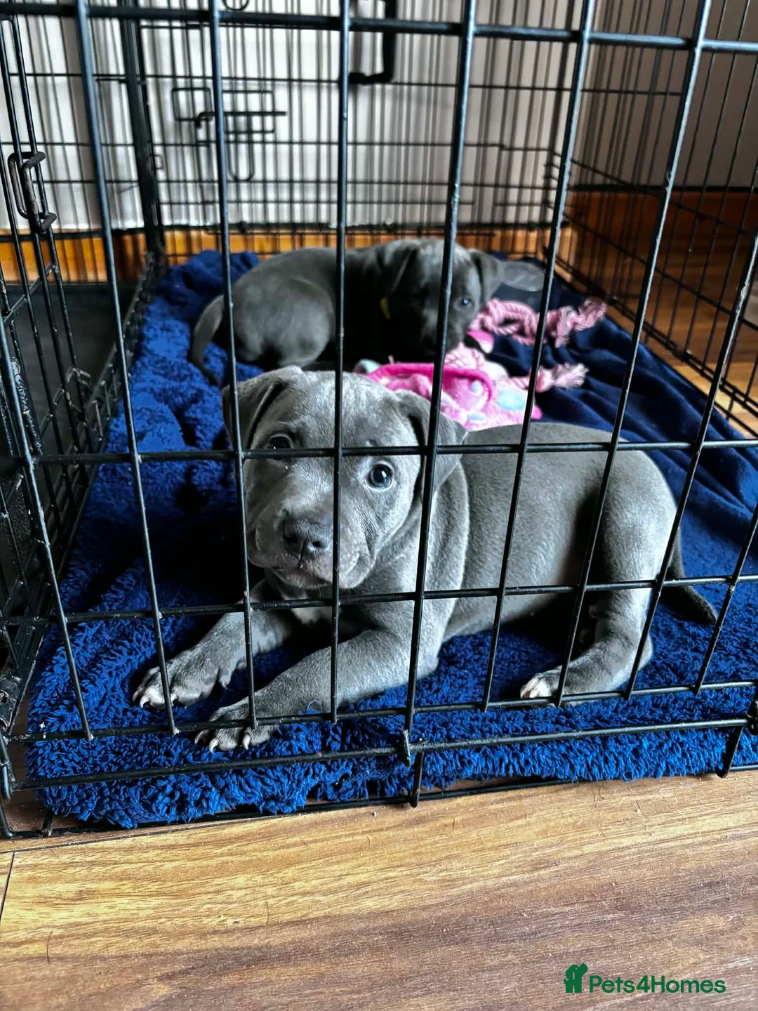 Staffordshire Bull Terrier dogs for sale: Blue Staffordshire bull terrier pups - Advert 11